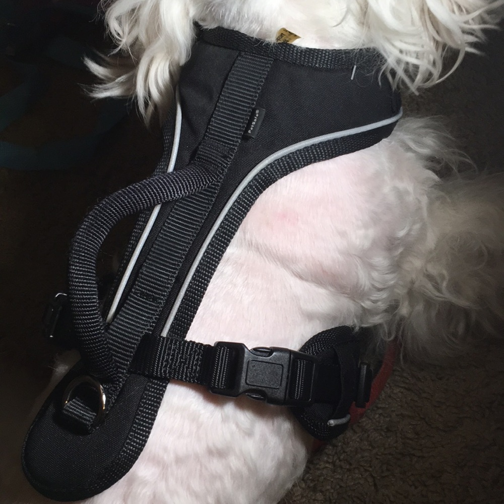 Harness